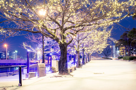 Illumination decorated with trees in Katsuyama Park at nightの写真素材