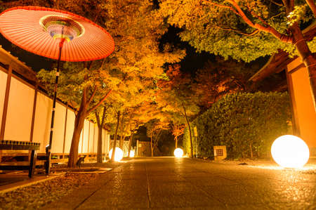 Autumn leaves of Kokura Castle Garden lit up at nightのeditorial素材