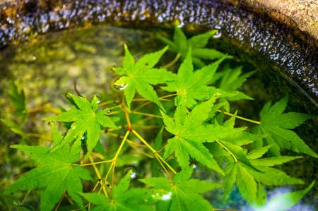 A cool wind chime swaying in the summer traditionの写真素材