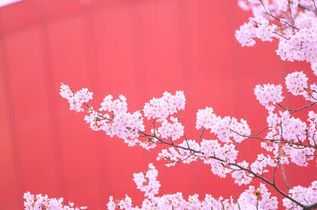 Beautiful cherry blossoms for backgroundの写真素材
