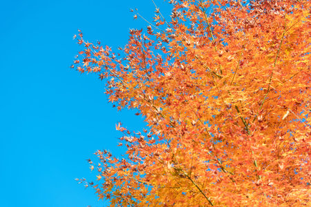 Beautiful mamiji road colored red in autumn