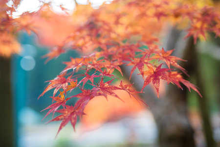 Beautiful mamiji road colored red in autumnの写真素材