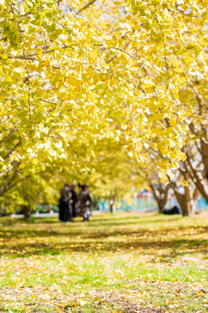 Golden Ginkgo Carpetの写真素材