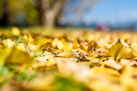 Golden Ginkgo Carpet