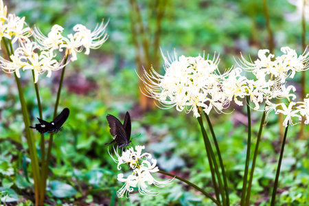 Black Ageha Butterfly and White Manjushahua