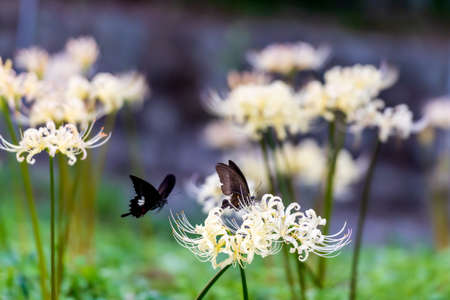 Black Ageha Butterfly and White Manjushahuaの写真素材