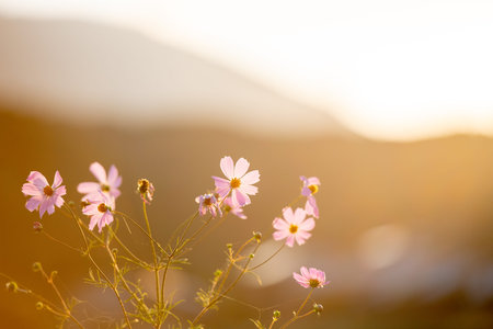 Beautiful autumn cherry blossoms in the sunset