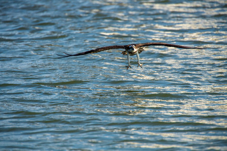 a prey-aiming spreeの写真素材