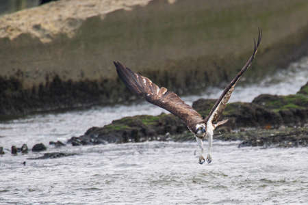 a prey-aiming spreeの写真素材