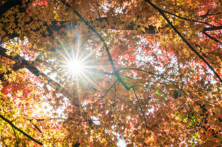 Beautiful autumn leaves colored red in Momiji Valleyの写真素材