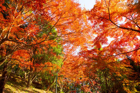Beautiful autumn leaves colored red in Momiji Valleyの写真素材