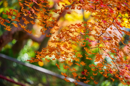 Beautiful autumn leaves colored red in Momiji Valley