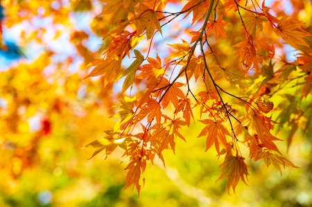 Beautiful autumn leaves colored red in Momiji Valleyの写真素材