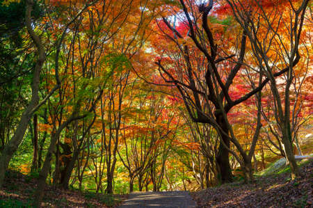 Beautiful autumn leaves colored red in Momiji Valleyの写真素材