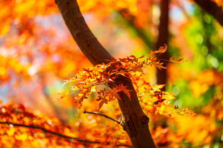Beautiful autumn leaves colored red in Momiji Valleyの写真素材