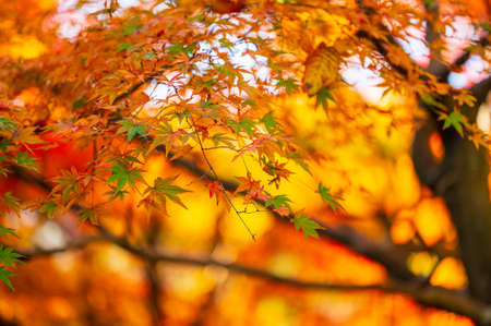 Beautiful autumn leaves colored red in Momiji Valleyの写真素材