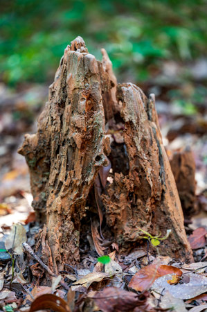 Dead trees nestled in the forest