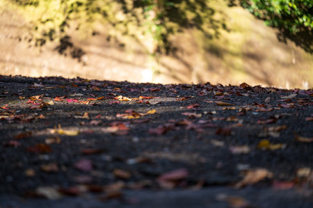 Fallen leaves in the autumn forestの写真素材