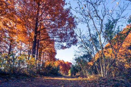 Autumn Metasequoia Forestの写真素材