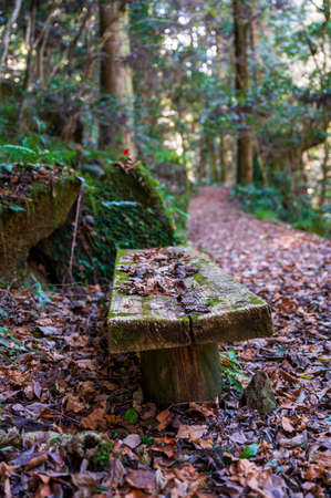 The autumnal leaves of The Hakkei Reiya Valley at a glanceの写真素材