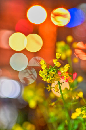 Beautiful flowers on the street corner at nightの写真素材