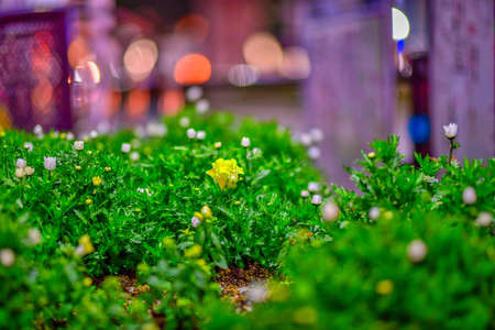 Beautiful flowers on the street corner at nightの写真素材