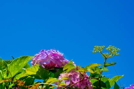Hydrangea in full bloom during the fine weather of the rainy seasonの写真素材