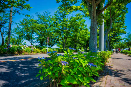 Hydrangea in full bloom during the fine weather of the rainy seasonの写真素材