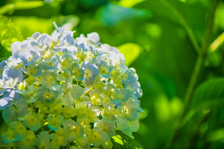 Beautiful hydrangea in full bloomの写真素材