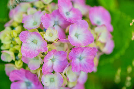 Beautiful hydrangea in full bloomの写真素材