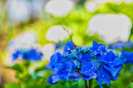 Beautiful hydrangea in full bloomの写真素材