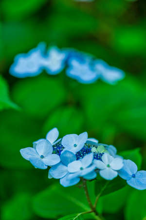 Beautiful hydrangea in full bloomの写真素材