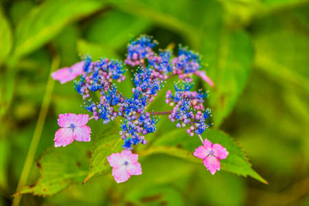 Beautiful hydrangea in full bloomの写真素材