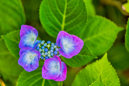 Beautiful hydrangea in full bloomの写真素材