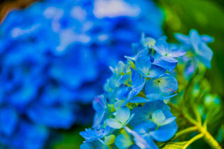 Beautiful hydrangea in full bloomの写真素材
