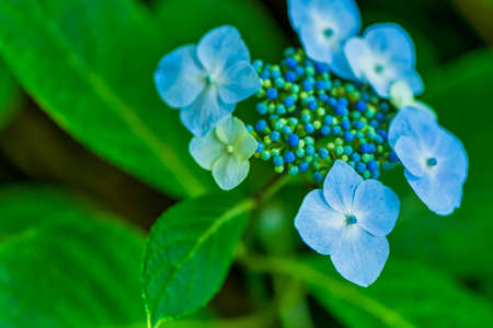 Beautiful hydrangea in full bloomの写真素材