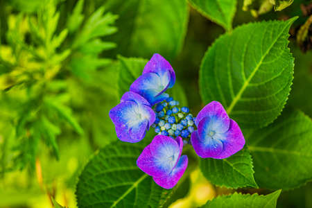 Beautiful hydrangea in full bloomの写真素材