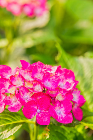 Beautiful hydrangea in full bloom