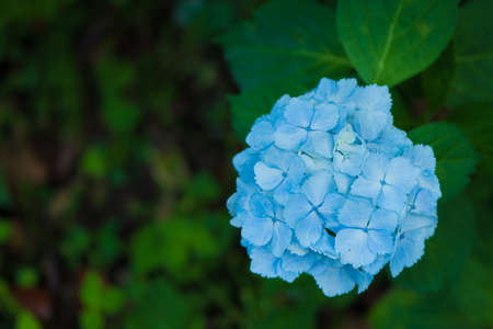Beautiful hydrangea in full bloomの写真素材