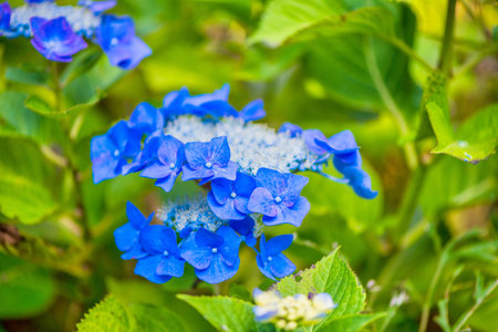 Beautiful hydrangea in full bloom