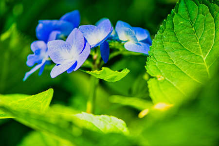 Beautiful hydrangea in full bloomの写真素材