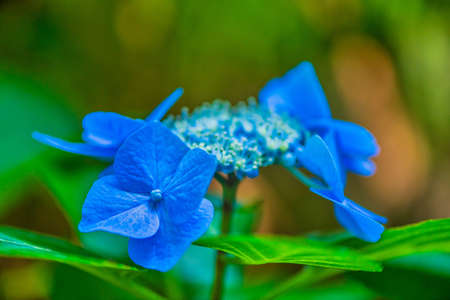 Beautiful hydrangea in full bloomの写真素材