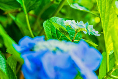 Beautiful hydrangea in full bloomの写真素材