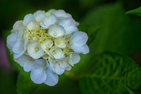 Beautiful hydrangea in full bloomの写真素材