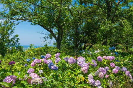 Beautiful hydrangea in full bloom in Takatoyama Parkの写真素材