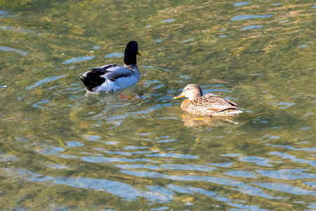 Duck swimming happily by the waterの写真素材