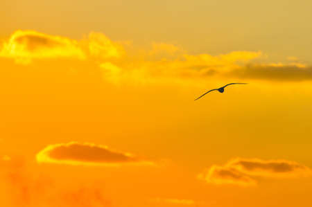 Seagulls flying toward the sunsetの写真素材