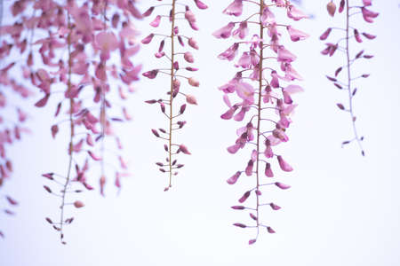 The wisteria in full bloom that releases a refreshing fragranceの写真素材