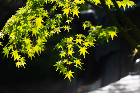 Refreshing scent of summer blue mapleの写真素材