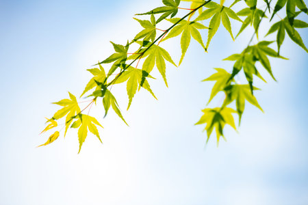 Refreshing scent of summer blue maple